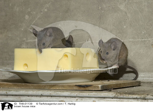 brown house mice / THA-01139