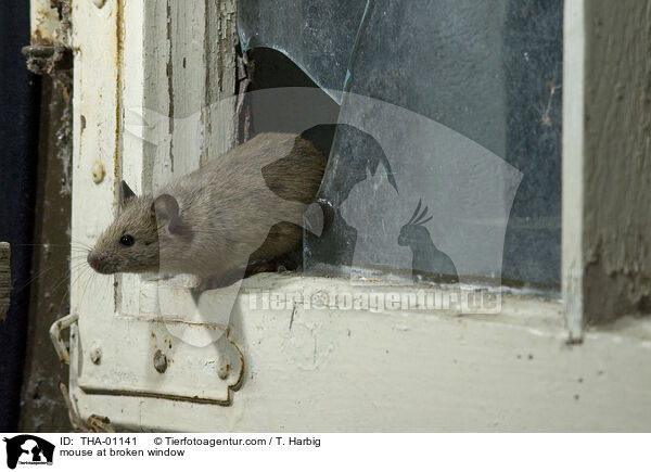 Maus kommt durch Loch im Fenster / mouse at broken window / THA-01141