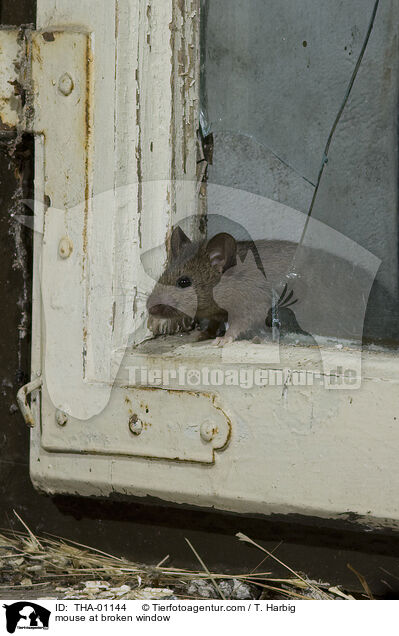 Maus kommt durch Loch im Fenster / mouse at broken window / THA-01144
