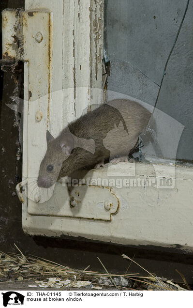 Maus kommt durch Loch im Fenster / mouse at broken window / THA-01145