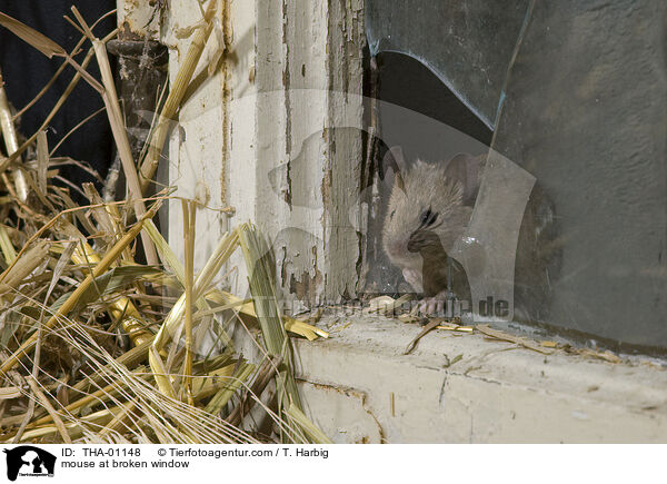 mouse at broken window / THA-01148