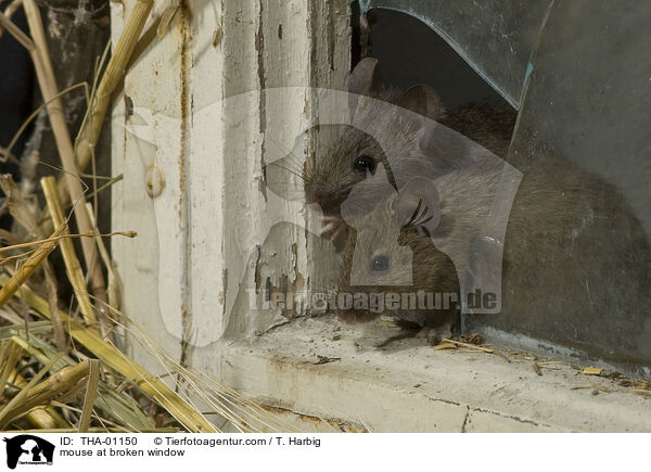 Maus kommt durch Loch im Fenster / mouse at broken window / THA-01150