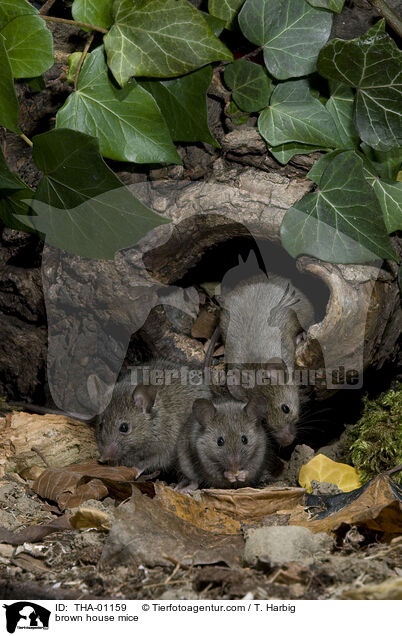 brown house mice / THA-01159