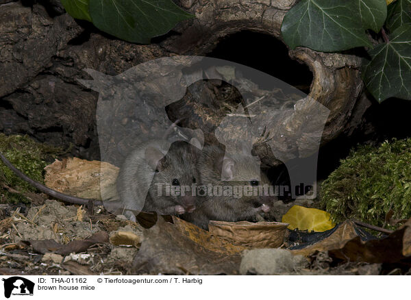 braune Hausmuse / brown house mice / THA-01162