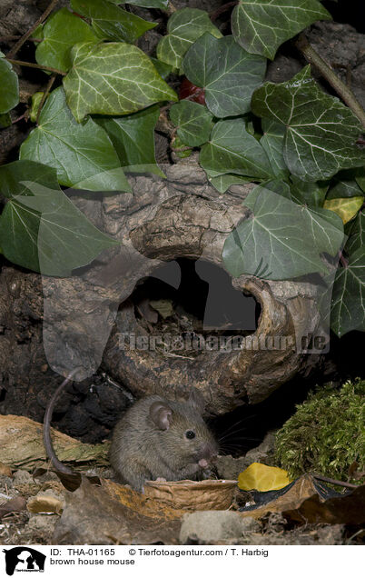 brown house mouse / THA-01165