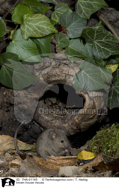 braune Hausmaus / brown house mouse / THA-01165