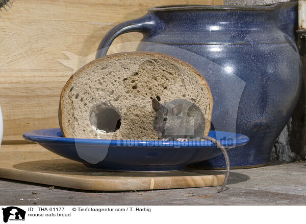 Maus frisst Brot / mouse eats bread / THA-01177
