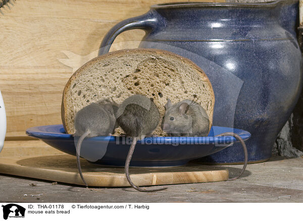 Maus frisst Brot / mouse eats bread / THA-01178