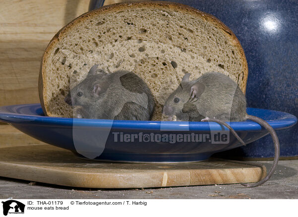 Maus frisst Brot / mouse eats bread / THA-01179