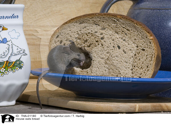 mouse eats bread / THA-01180