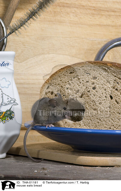 Maus frisst Brot / mouse eats bread / THA-01181