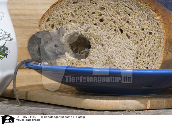 mouse eats bread / THA-01182