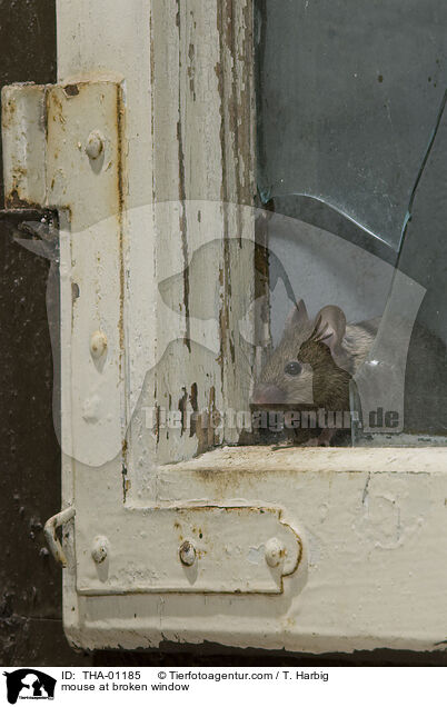 Maus kommt durch Loch im Fenster / mouse at broken window / THA-01185