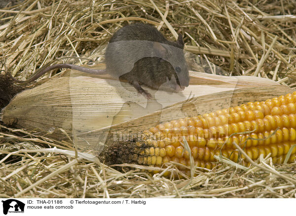 Maus frisst Maiskolben / mouse eats corncob / THA-01186