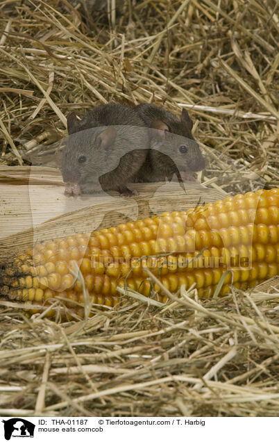Maus frisst Maiskolben / mouse eats corncob / THA-01187
