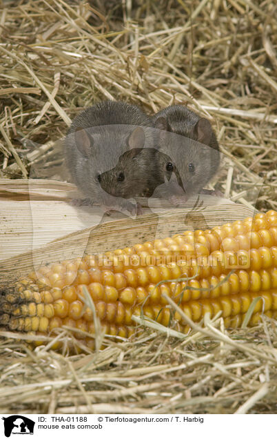 Maus frisst Maiskolben / mouse eats corncob / THA-01188