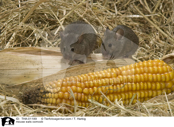 Maus frisst Maiskolben / mouse eats corncob / THA-01189