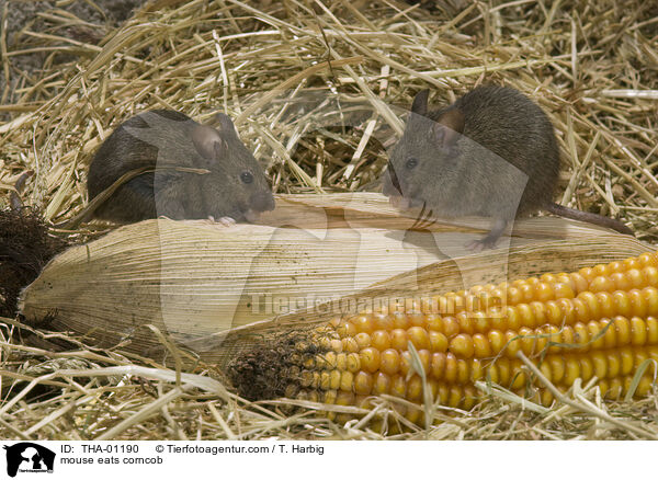 Maus frisst Maiskolben / mouse eats corncob / THA-01190