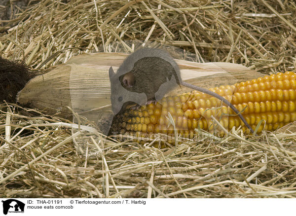 Maus frisst Maiskolben / mouse eats corncob / THA-01191