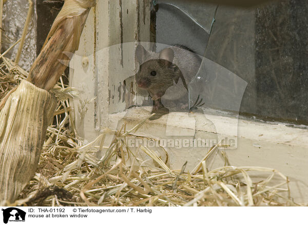 Maus kommt durch Loch im Fenster / mouse at broken window / THA-01192