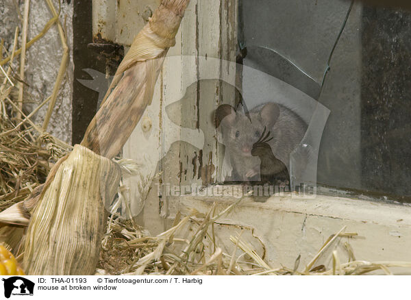 Maus kommt durch Loch im Fenster / mouse at broken window / THA-01193
