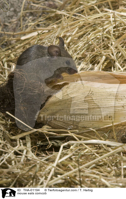 mouse eats corncob / THA-01194