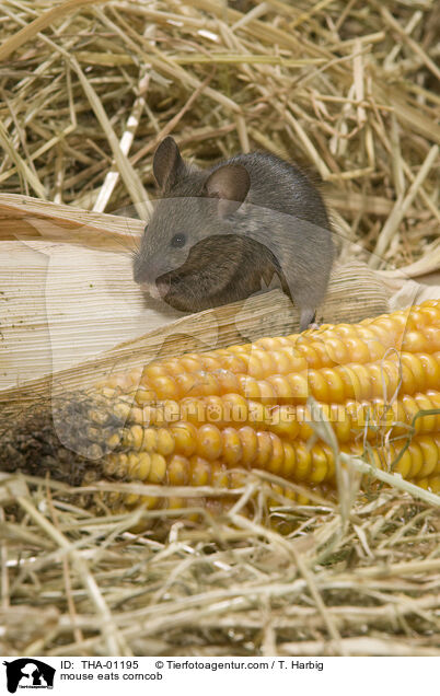 Maus frisst Maiskolben / mouse eats corncob / THA-01195
