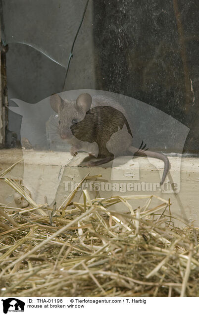 Maus kommt durch Loch im Fenster / mouse at broken window / THA-01196
