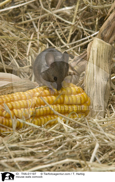 Maus frisst Maiskolben / mouse eats corncob / THA-01197