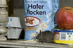 mice eats oat flakes in kitchen