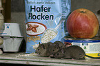 mice eats oat flakes in kitchen