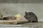 house mouse