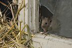 mouse at broken window