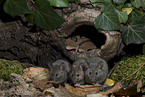 brown house mice