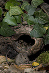 brown house mouse