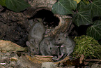 brown house mice