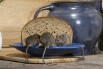 mouse eats bread