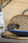 mouse eats bread