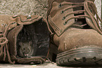 mouse in shoe