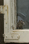 mouse at broken window