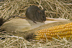 mouse eats corncob