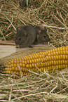 mouse eats corncob