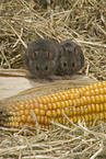 mouse eats corncob