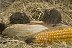 mouse eats corncob