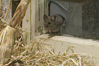 mouse at broken window