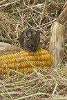 mouse eats corncob
