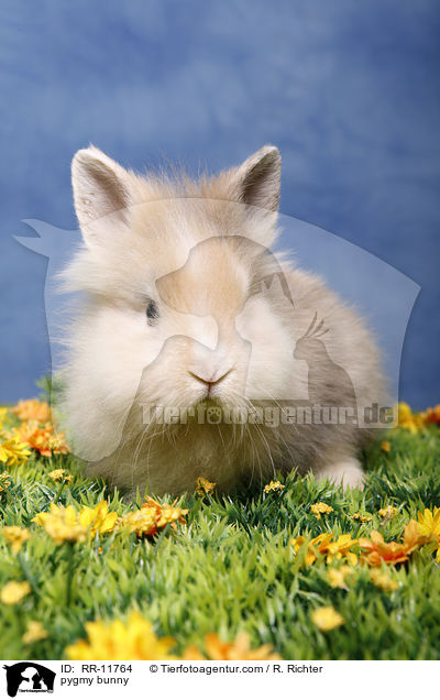 pygmy bunny / RR-11764