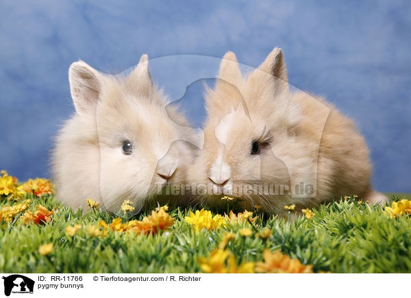 Lwenmhnenzwerge / pygmy bunnys / RR-11766