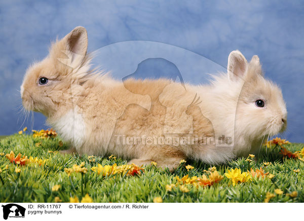 Lwenmhnenzwerge / pygmy bunnys / RR-11767