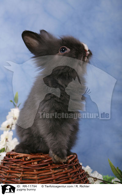 pygmy bunny / RR-11794